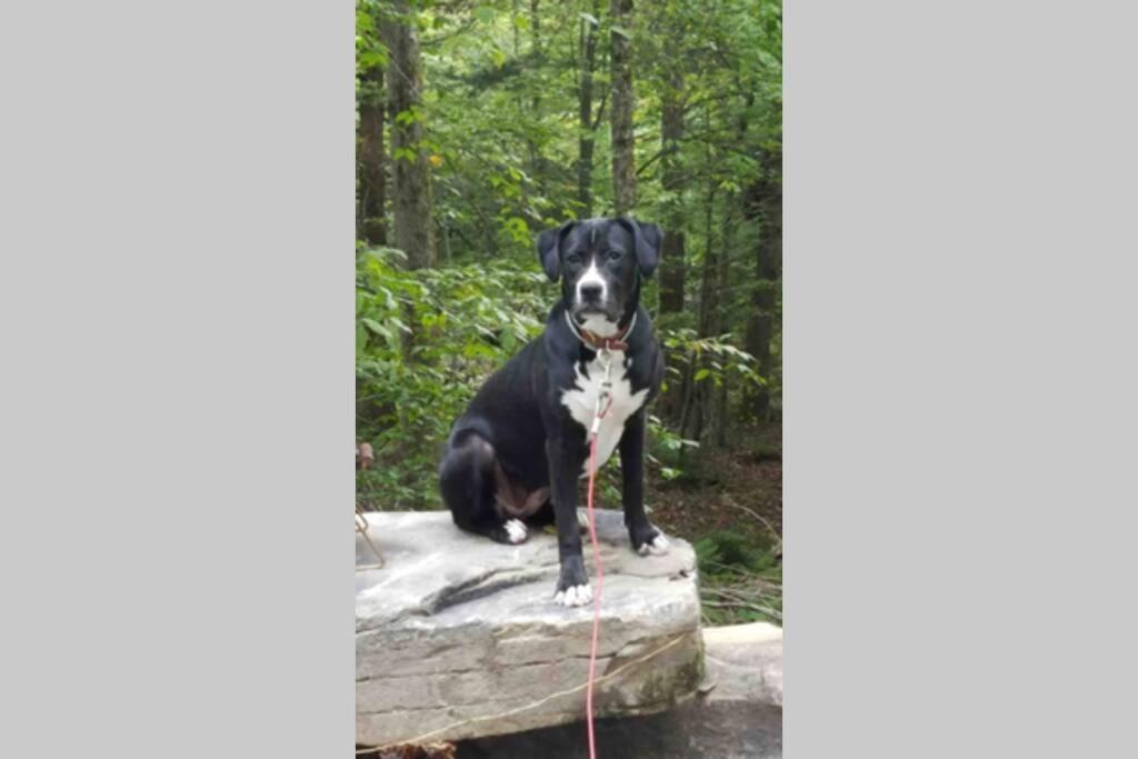 Roscoe Cottage Pet Friendly Exterior foto